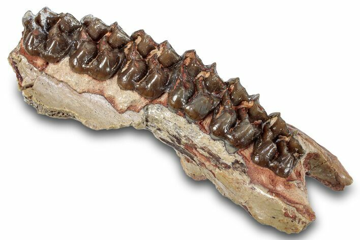 Fossil Horse (Mesohippus) Upper Jaw Section - South Dakota #269618